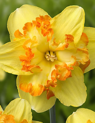 Нарцис (Narcissus) Blazing Starlet